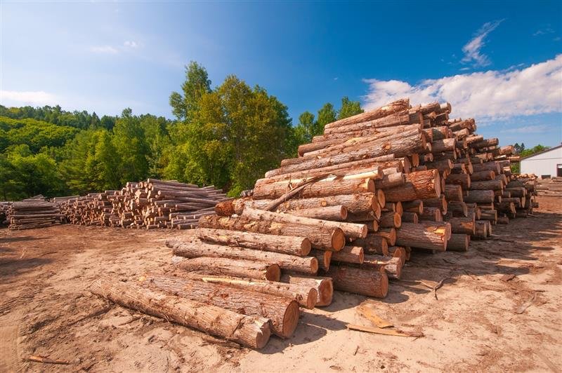 Modern Timber Industries